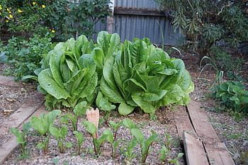 lettuce vegetable garden beetroot royalty free thumbnail