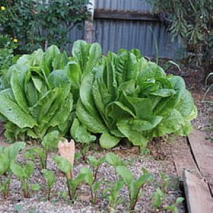 lettuce vegetable garden beetroot royalty free thumbnail